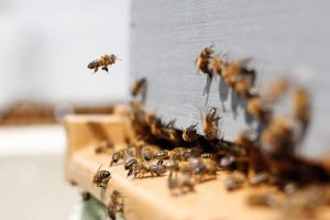 Worker bees hover around the hive.